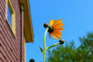 P1000853 watermarked