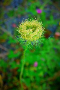 P1000874 watermarked