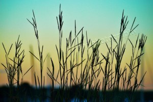 P1010274 watermarked