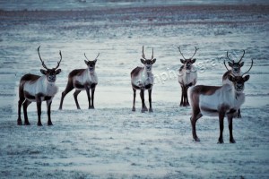 P1010554B watermarked