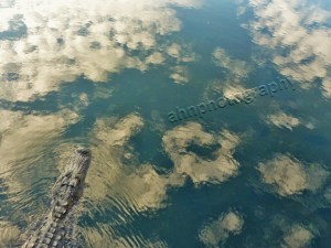 P1010616 watermarked