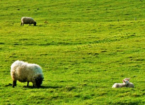 P1060177 watermarked