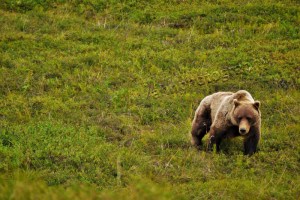 P1110765 watermarked